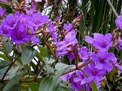 Tibuchina Tibouchina urvilleana