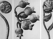 Jardines atrapados plata. Karl Blossfeldt