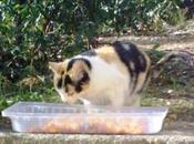 ayuda para gatita tiraron bomberos piso