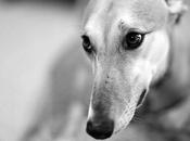 galgos ahorcados Rafael Narbona