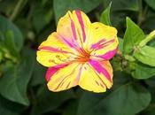 Mirabilis jalapa