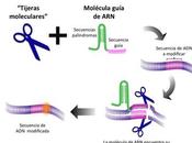 CRISPR definición, transgénesis