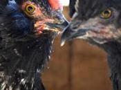 Conocé gallina mapuche, pone huevos verde azulados