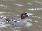 Emparejándose invierno