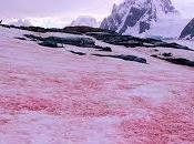 Nieve rosa nieve naranja, fenómenos naturales poco conocidos.