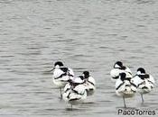 Avocetas