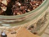 Granola Casera Nueces Cacao lácteos gluten