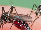 ¿Cómo combatir plaga mosquitos?