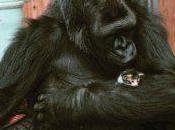 Koko, gorila inteligente mundo ¿conoces historia?