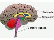 Función tienen Conexiones Retroalimentación Neocortex