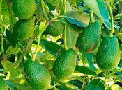 aguacate mexiquense producto clase mundial