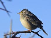Juvenil cachilo ceja amarilla