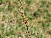 Junquito (Juncus imbricatus)