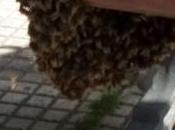 Retiran colonia millar abejas banco centro Bueu