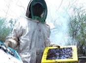 Caldas busca recuperar apicultura
