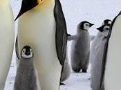 Nuevo récord buceo pingüinos emperador