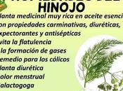 Beneficios semillas Hinojo