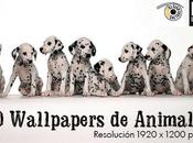 Wallpapers Animales