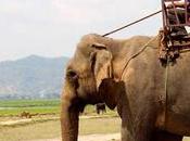 Dónde pasear elefantes Vietnam