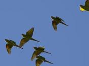 Calancate roja (White-eyed parakeet) Psittacara leucopthalmus