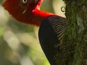 Carpintero grande (Robust Woodpecker) Campephilus robustus