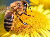 Abeja, Enciclopedia Animal Universo.