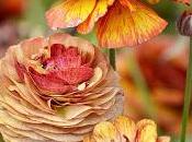saliendo flores...