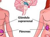 Sistema endocrino
