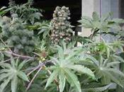 Ricino como Planta Curativa