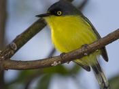 Mosqueta pico pala (Common tody-Tyrant) Todirostrum cinereum