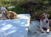 estamos tiempo salvarlos