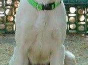 Popeye, Lazarillo invisble