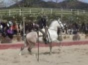 caballo andaluz Yeguada Almuzara