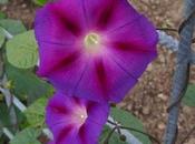 Campanilla Azul Ipomoea purpurea