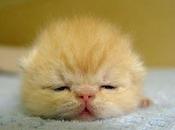 sueño D’Alecto Graeme.