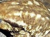 Bufo-Bufa