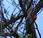 Camachuelos