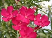 Laurel Rosa Nerium oleander