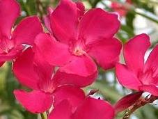 Laurel Rosa Nerium oleander