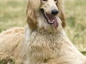 Afghan Hound