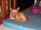 Historias adoptados. Pluja (podenca cadenas)