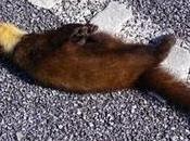 martas turón atropellado