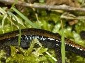 Salamandras rabilargas noche Casu
