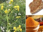 Asafoetida: Usos, beneficios Contraindicaciones