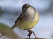 Piojito común (White-crested tyrannulet) Serpophaga subcristata