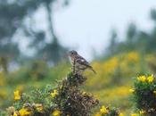 Primeros pollos volanderos