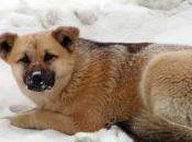 Nueva Pensilvania detiene dueños perros dejar mascotas frío