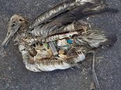 "Albatross", muerte plástico