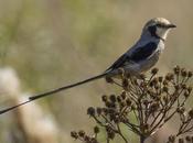 Yetapá grande (Streamer-tailed Tyrant) Gubernetes yetapa