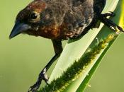 Varillero congo (Chestnut-capped Blackbird) Chrysomus ruficapillus